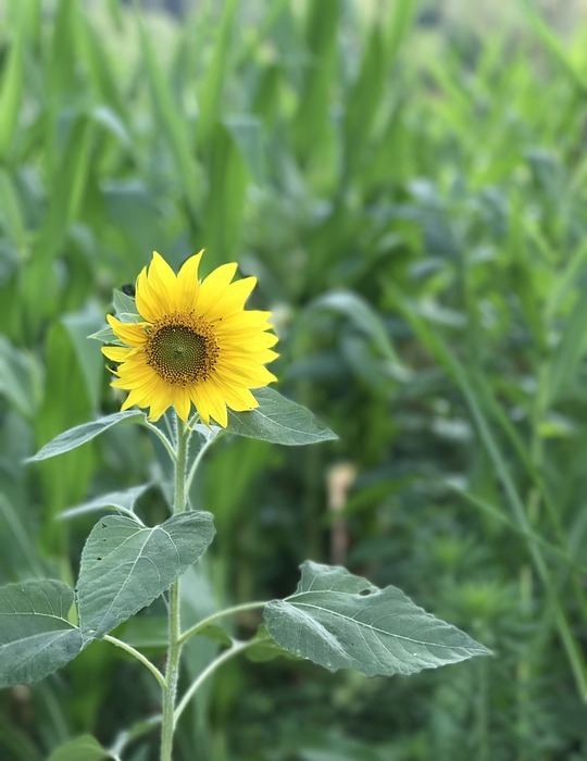 sunflower, nature, yellow