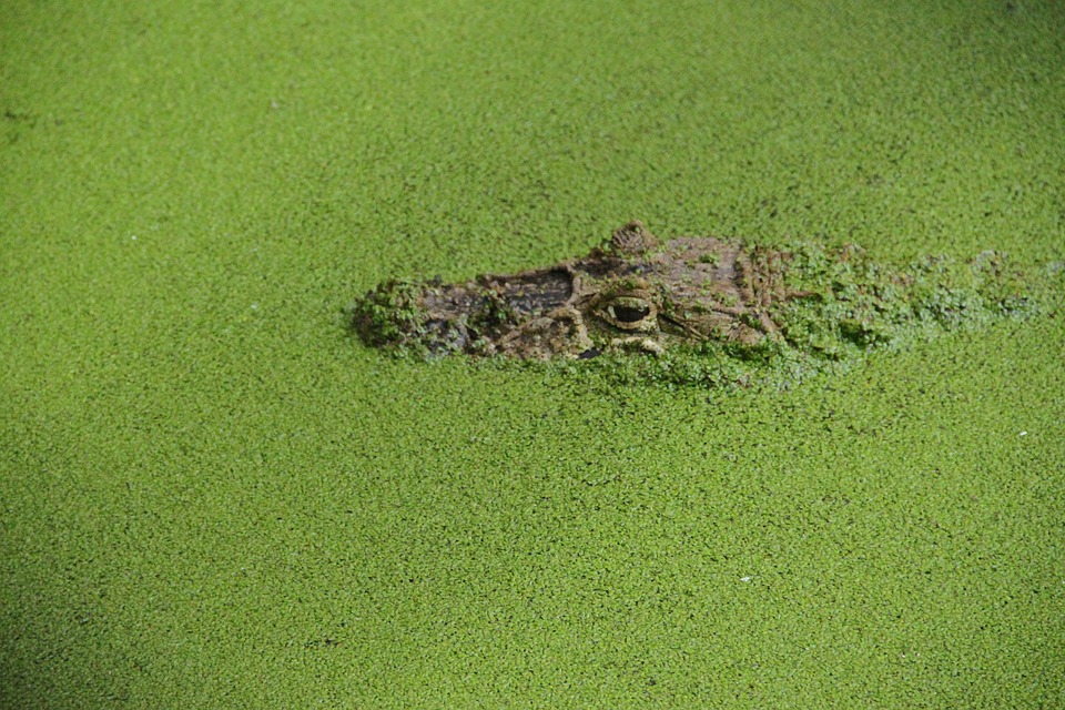 crocodile, camouflage, reptile