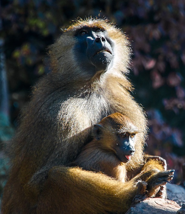 ape, berber monkeys, monkey baby
