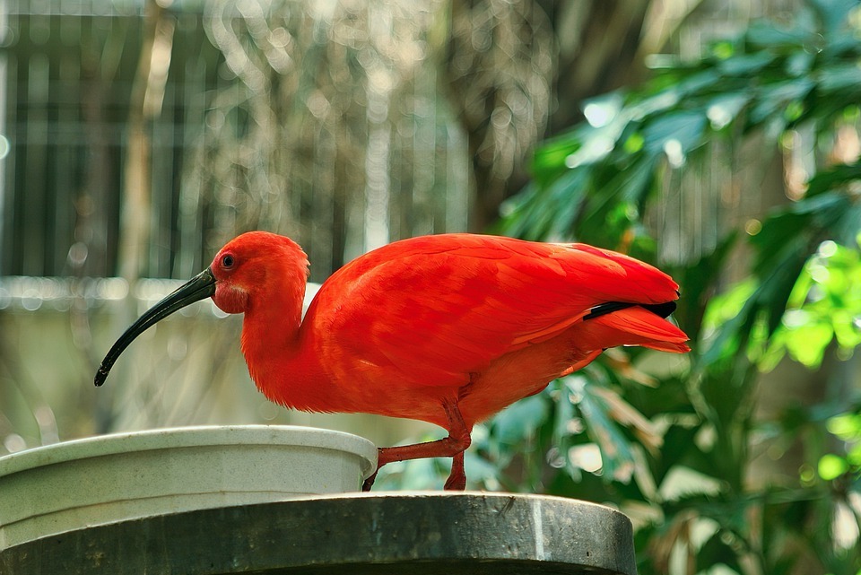 bird, exotic, scarlet ibis