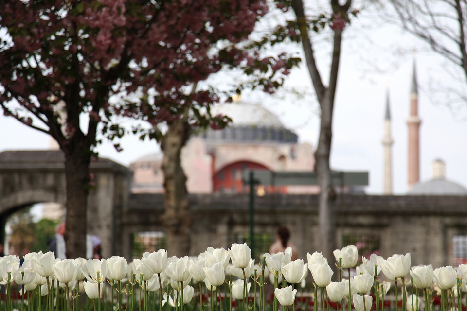 tulips, white, spring