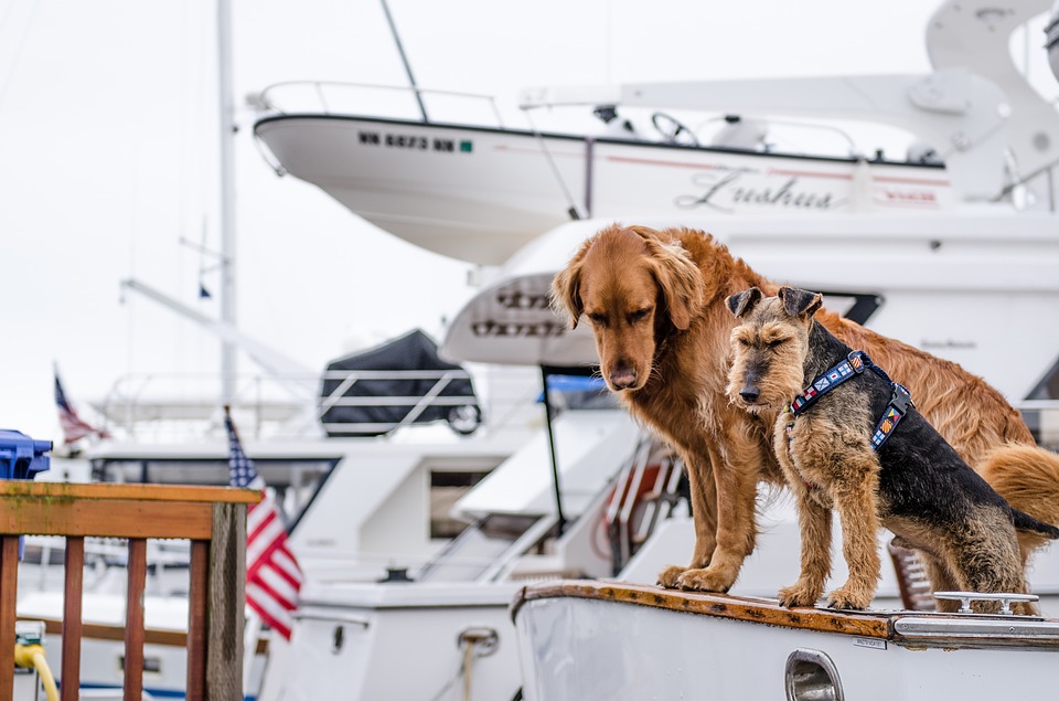 dogs, boats, canine