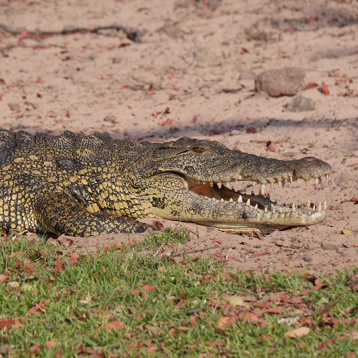 crocodile, namibia, animals