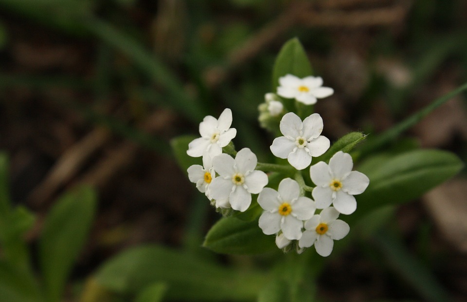 flower, white, small
