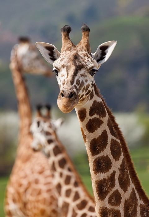 giraffe, animal, safari