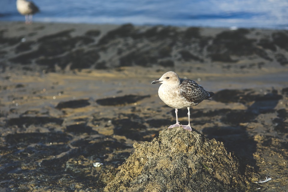 seagull, bird, sand