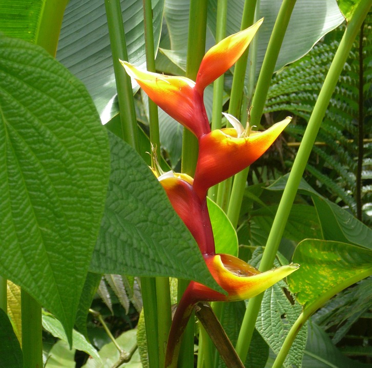 caribbean, exotic flower, orange