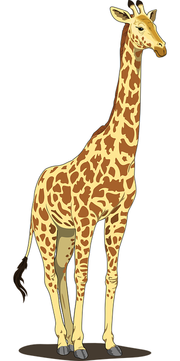 giraffe, tall, spots