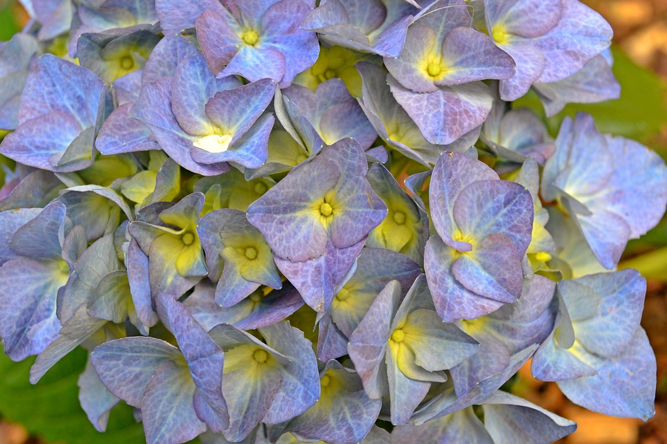 hydrangea, flowers, lilac