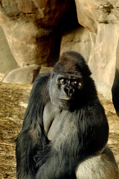 zoo, gorilla, ape