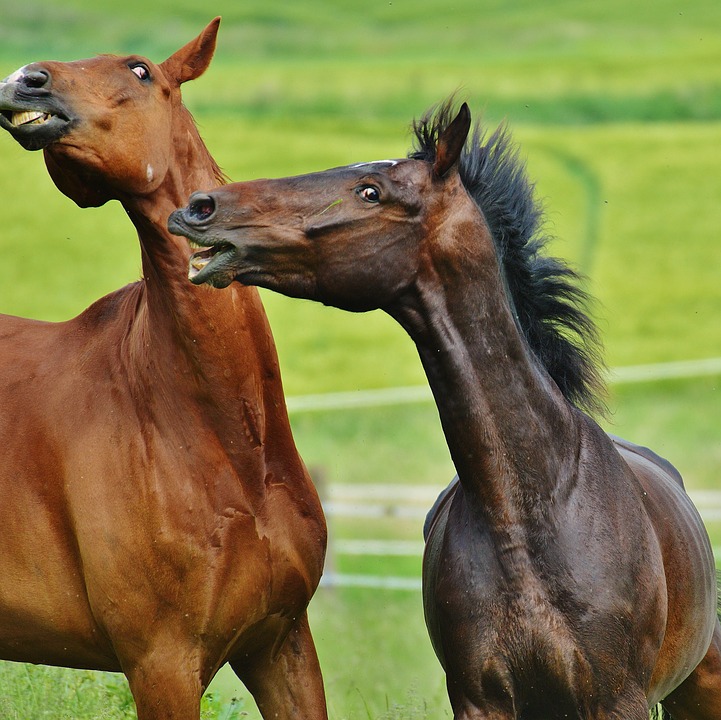 horses, for two, coupling