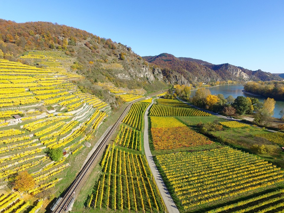upper rhine valley, vineyards, river