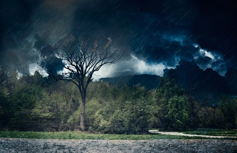 thunderstorm, tree, nature