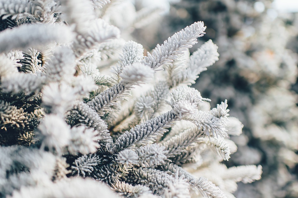 frosty, pine tree, snow