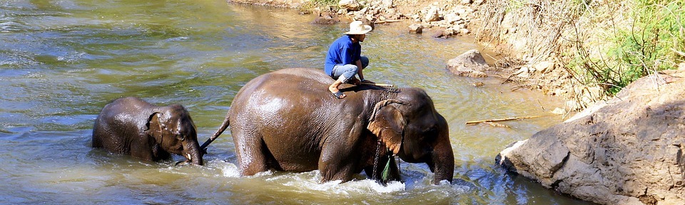 elephant, safari, trekking