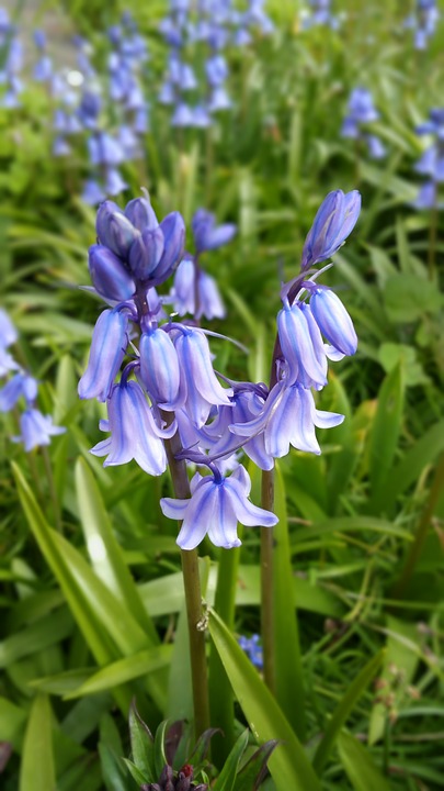 spanish bluebells, flower, spring
