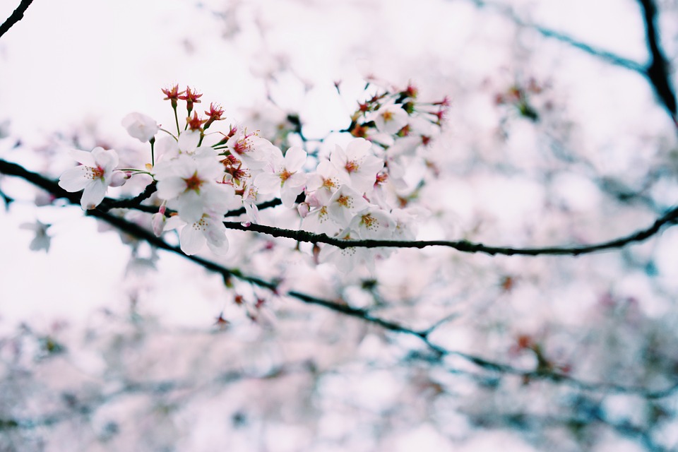 small fresh, spring, cherry blossom