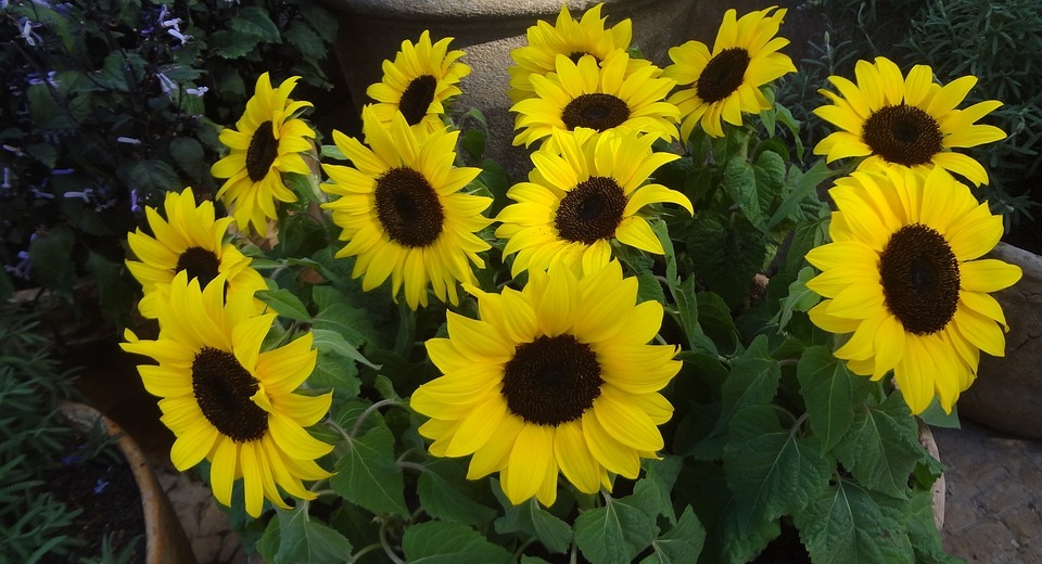 sunflower, sunflowers, sunflower vase