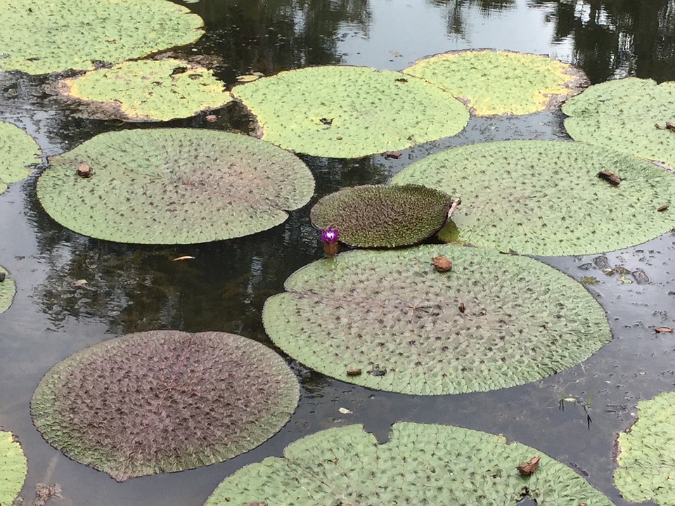 water lillies, pond, exotic
