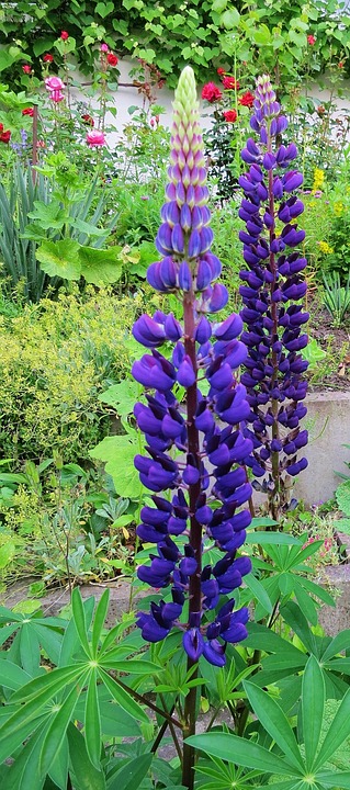 lupins, blue, spring