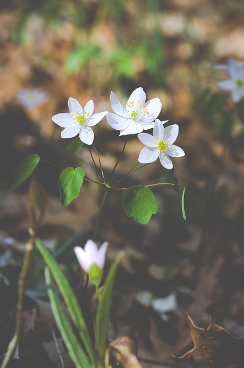 flowers, white, spring