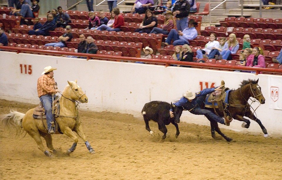 rodeo, steer, wrestling