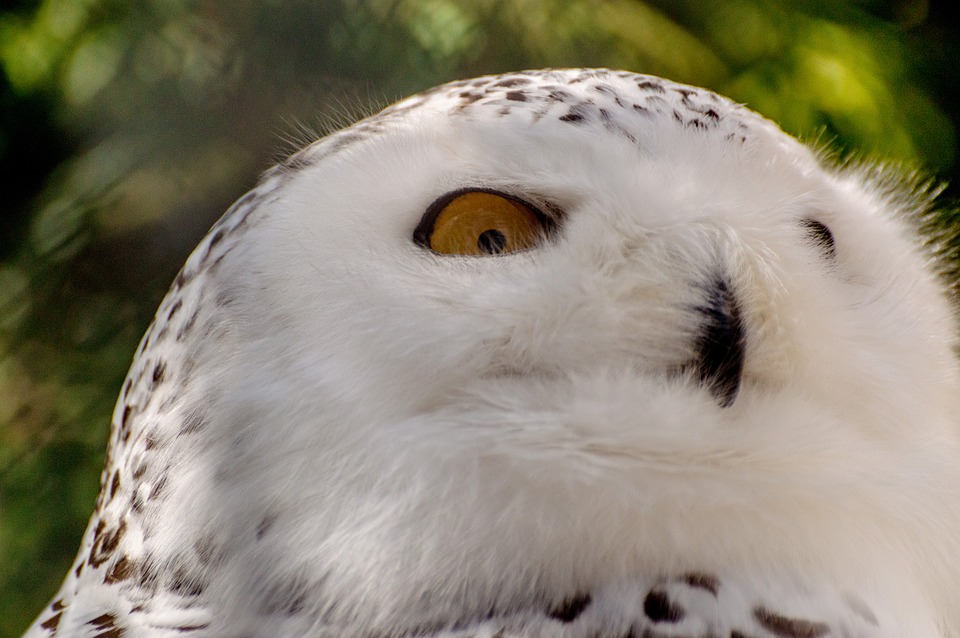 snowy owl, bird, mountsberg raptor center