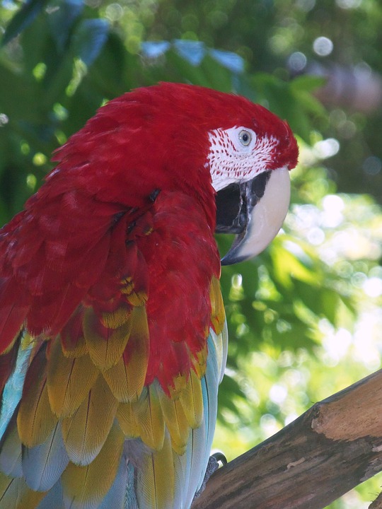parrot, red, bird