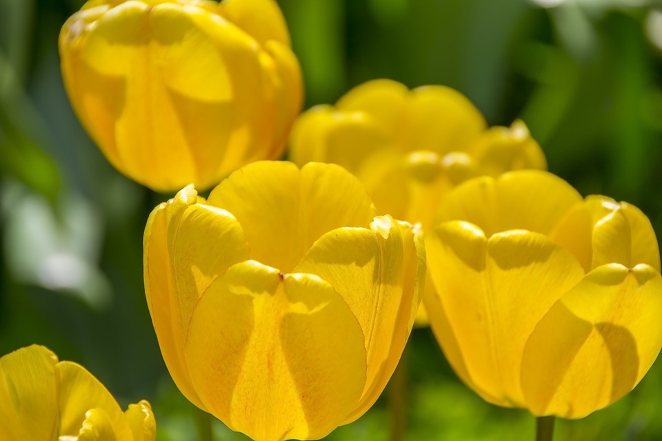 yellow tulips, spring, the background