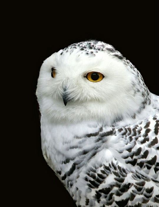 snowy owl, owl, bird