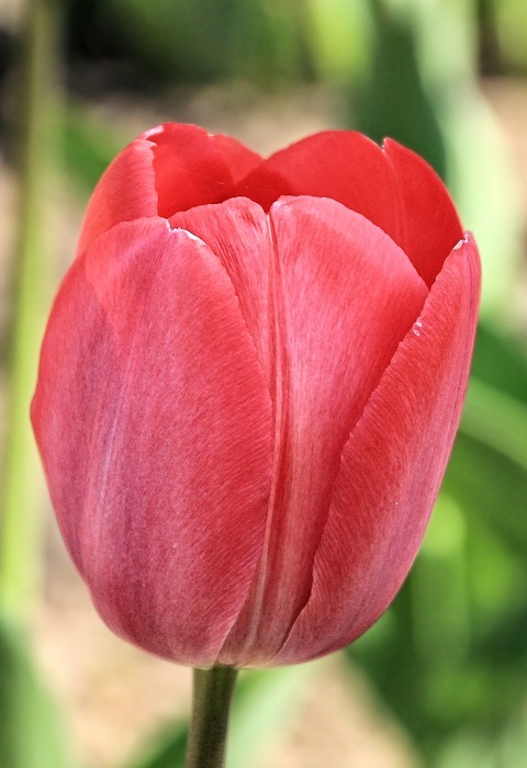 tulip, tulips, red