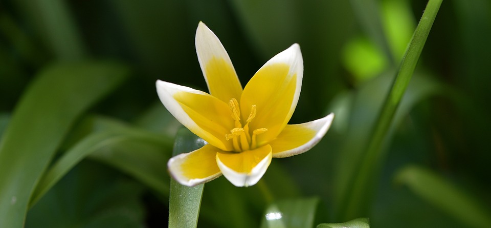 star tulip, small star tulip, flower