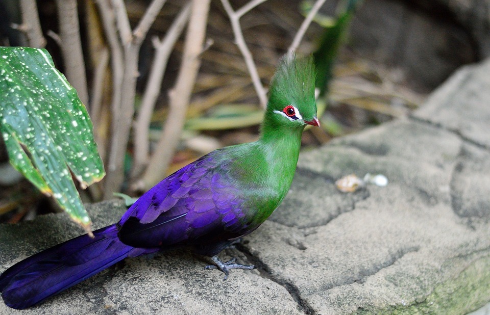 exotic, green crested turaco, bird
