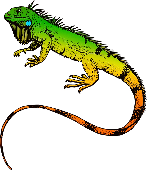 reptiles, iguana, animal