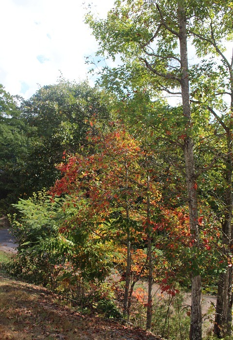 fall trees, pigeon forge, mountain