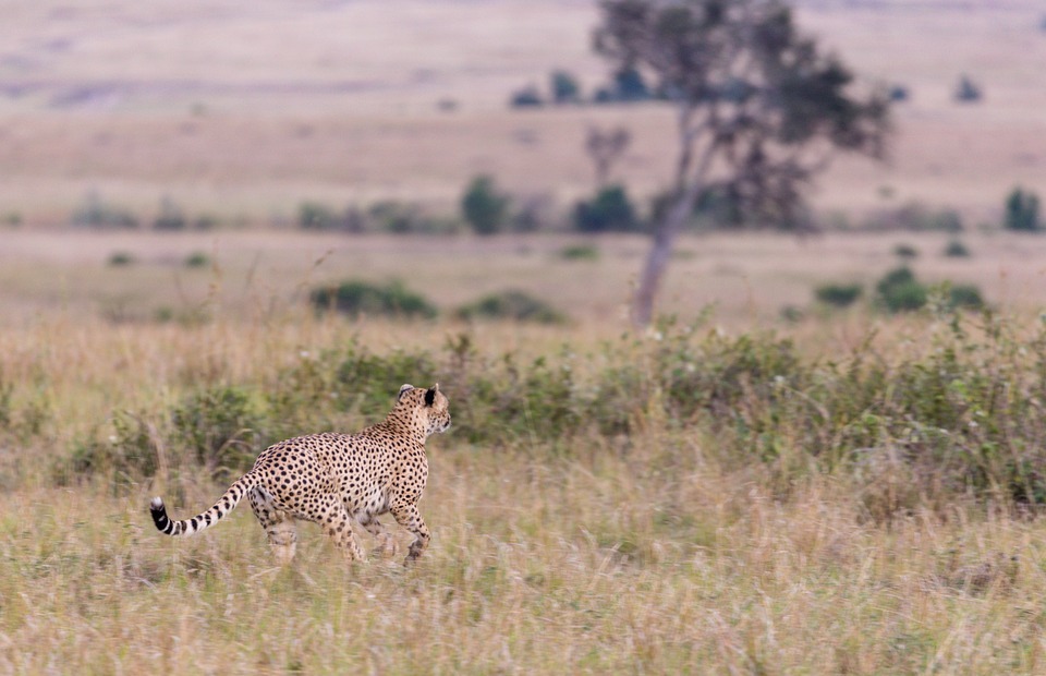 run, cheetah, animal