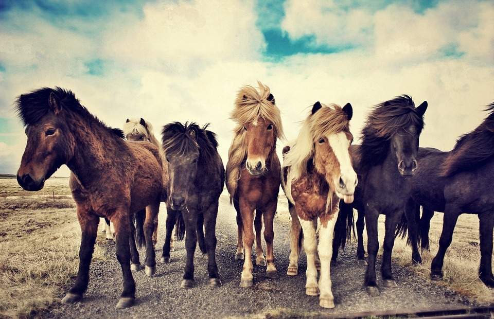 horses, icelandic horses, iceland horse