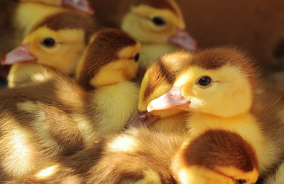 ducklings, young, cute