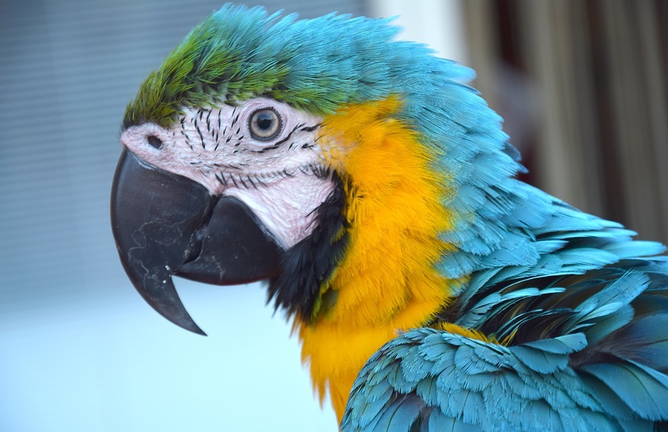 parrot, colorful parrot, bird