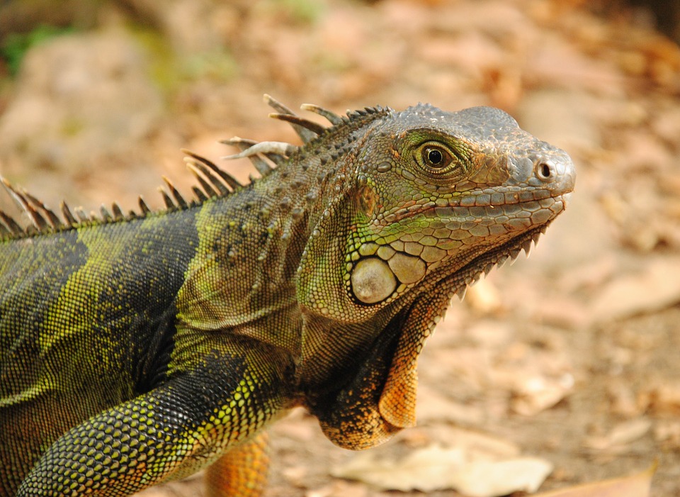 iguana, wildlife, lizard