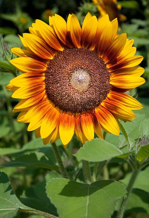 sunflower, bouquet, flowers