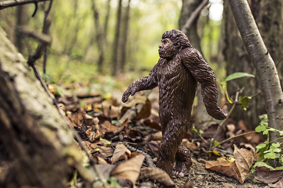 bigfoot, evolution, anthropoid ape