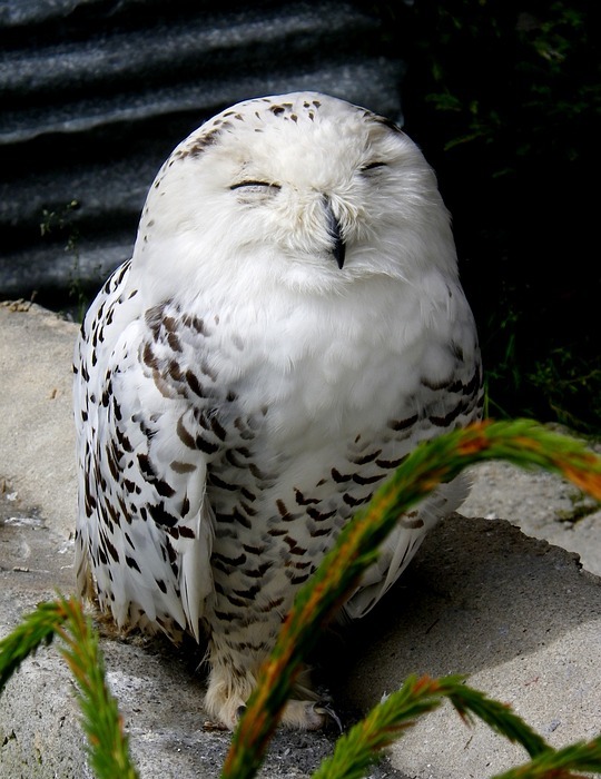 snowy owl, white, bird