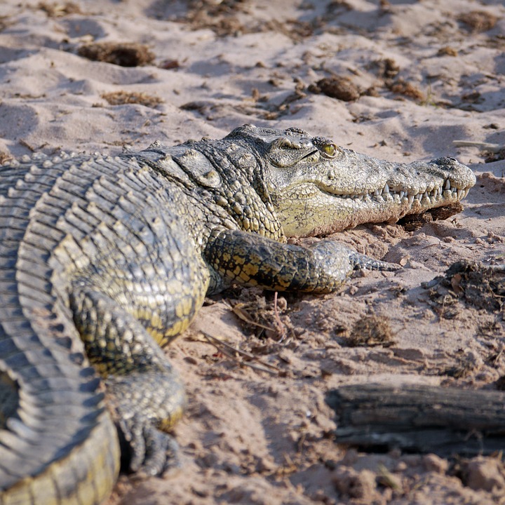 crocodile, africa, dangerous