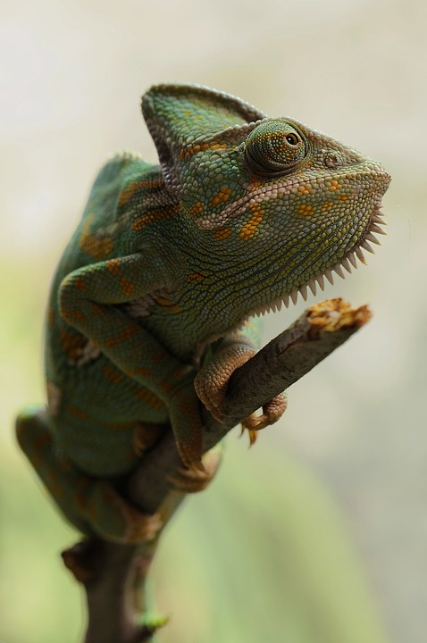 yemen chameleon, chamaeleo calyptratus, chameleon