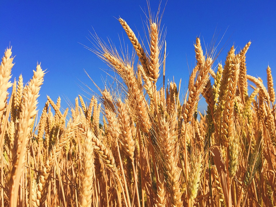 wheat, grass, barley