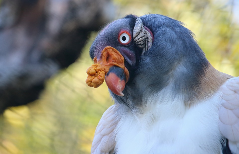 king vulture, bird, colorful