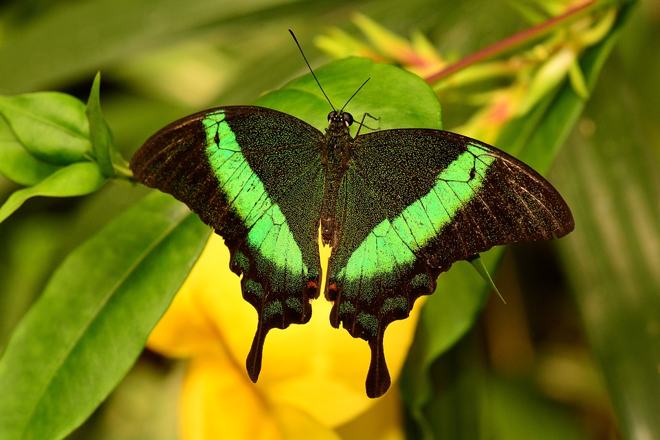emerald swallowtail, butterfly, insect