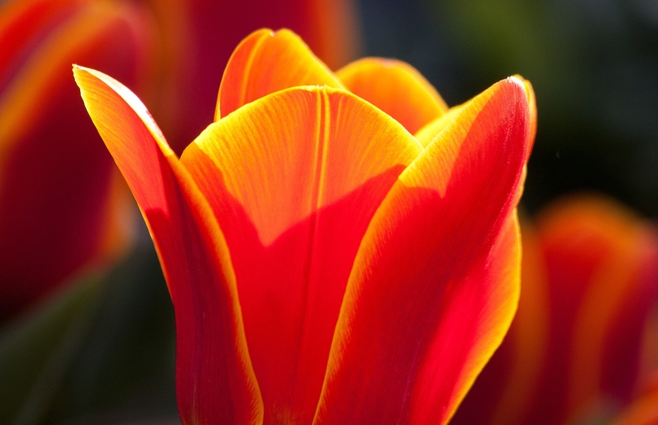 tulip, lily, nature