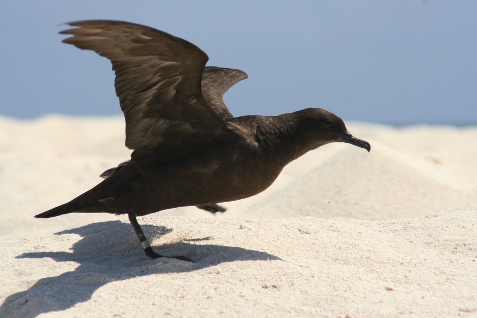 christamas shearwater, bird, taking off